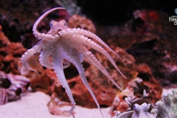 Kraken зеркало kraken link top